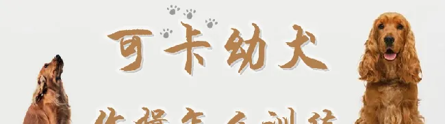 可卡幼犬作揖怎么训练 | 宠物训练技巧