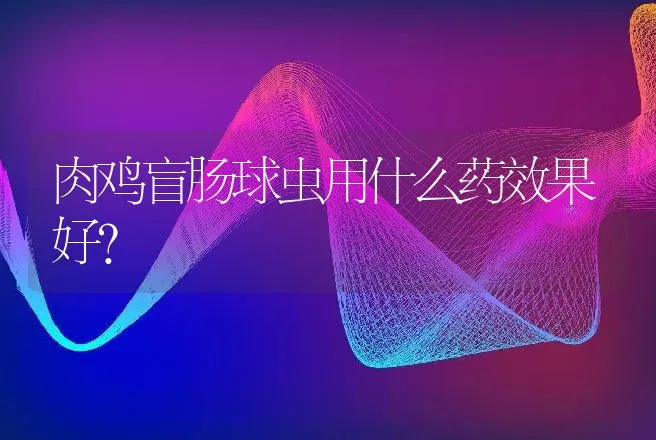 肉鸡盲肠球虫用什么药效果好？ | 兽医知识大全