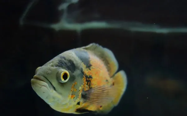 高清镜头下的地图鱼 | 水族宠物图片