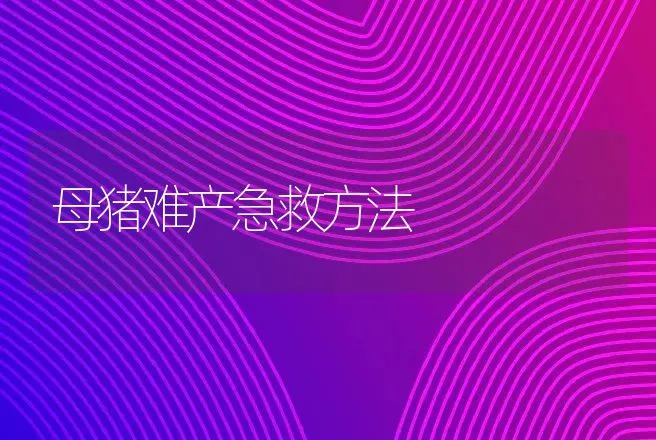 母猪难产急救方法 | 动物养殖