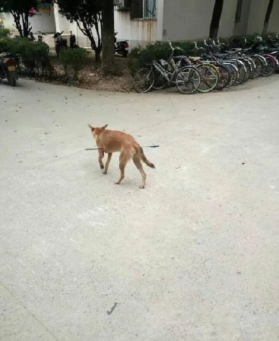 太残忍！大学校园流浪狗被人用箭射穿肚子 | 宠物新闻资讯