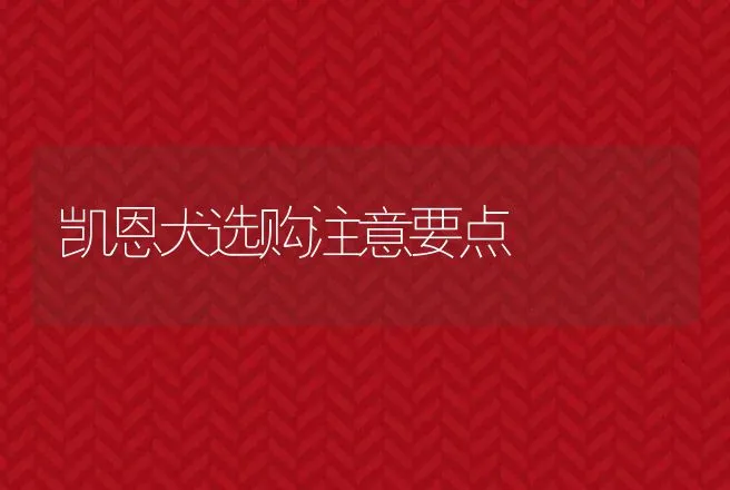 凯恩犬选购注意要点 | 动物养殖