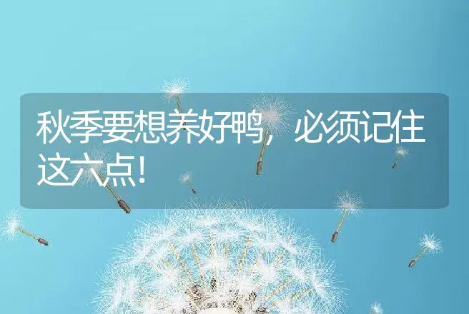 秋季要想养好鸭，必须记住这六点！ | 家禽养殖