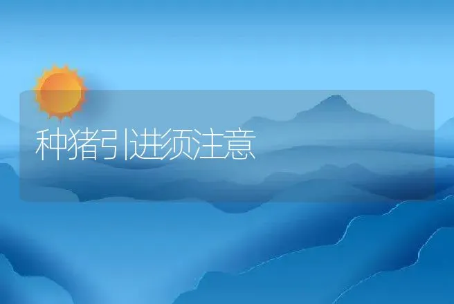 限位栏妊娠母猪远离“水牢” | 动物养殖