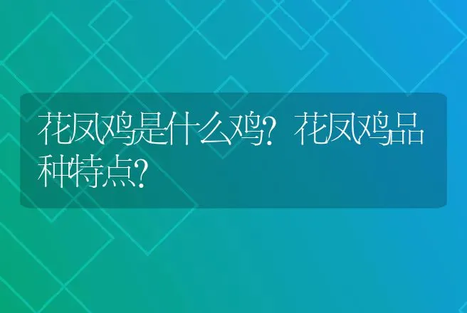 花凤鸡是什么鸡？花凤鸡品种特点？ | 动物养殖