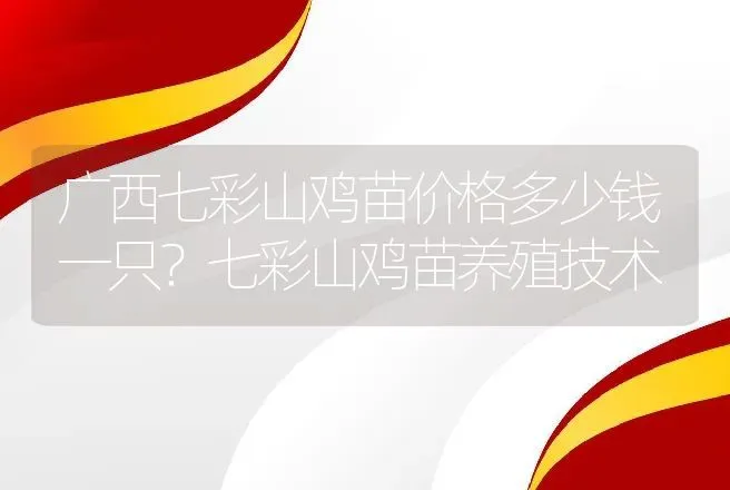 广西七彩山鸡苗价格多少钱一只？七彩山鸡苗养殖技术 | 家禽养殖