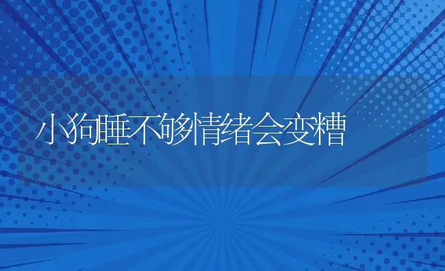 小狗睡不够情绪会变糟 | 宠物猫