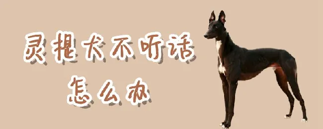 灵提犬不听话怎么办 | 宠物训练技巧