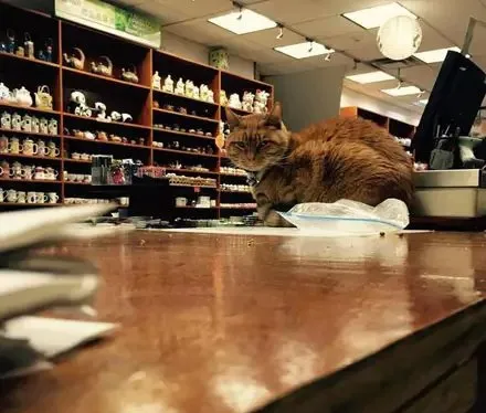 纽约中国城的店猫Bobo因负责走红网络！ | 宠物猫图片