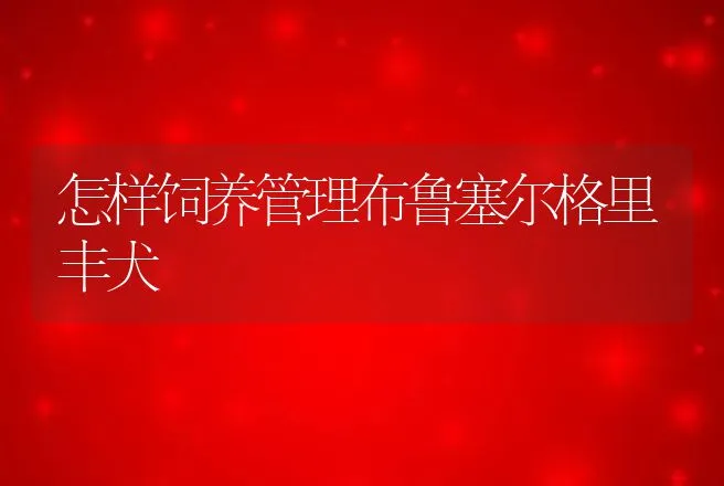 怎样饲养管理布鲁塞尔格里丰犬 | 动物养殖