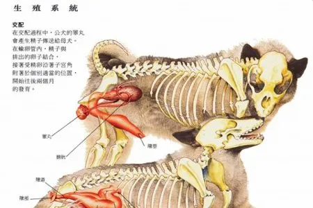 母狗|公狗生殖器图解 | 宠物狗病虫害防治