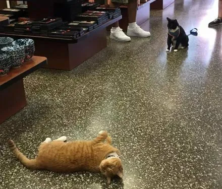 纽约中国城的店猫Bobo因负责走红网络！ | 宠物猫图片