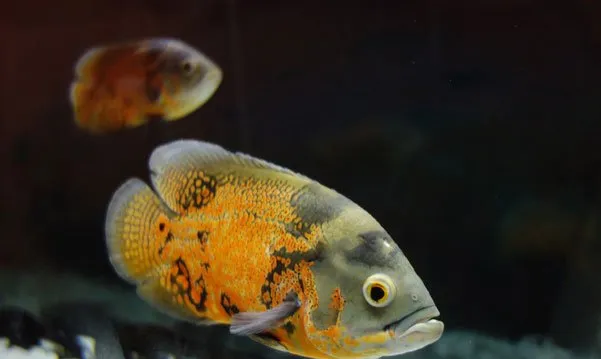 高清镜头下的地图鱼 | 水族宠物图片