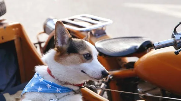 【柯基犬图片】健步如飞且潮范十足的柯基犬 | 宠物狗图片