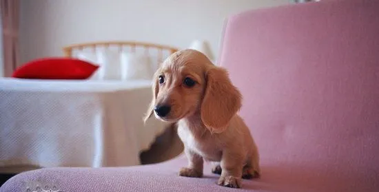 腊肠犬不能吃什么东西 腊肠犬不能吃的食物介绍 | 宠物病虫害防治