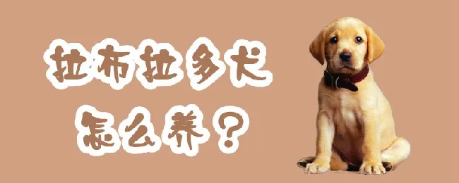 拉布拉多犬怎么养 | 宠物病虫害防治