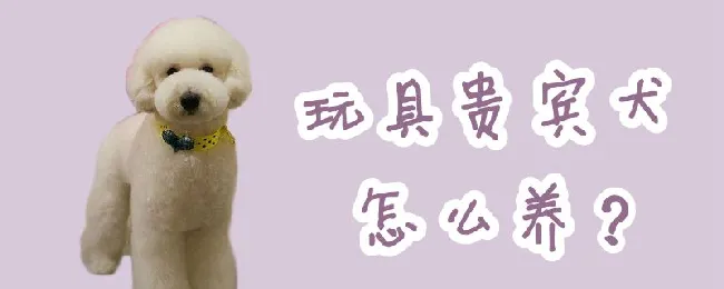 玩具贵宾犬怎么养 | 宠物病虫害防治