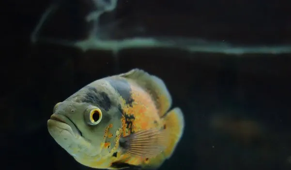 高清镜头下的地图鱼 | 水族宠物图片