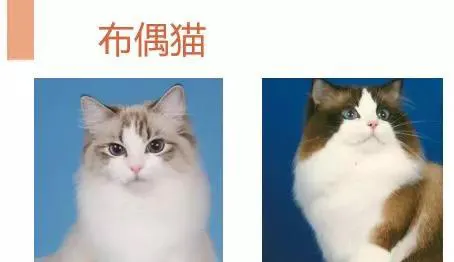 中国品种猫繁育的现状 | 宠物行业洞察