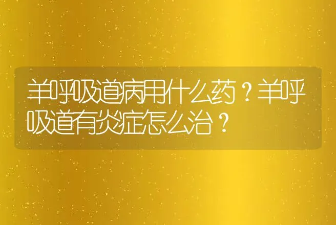 羊呼吸道病用什么药？羊呼吸道有炎症怎么治？ | 兽医知识大全