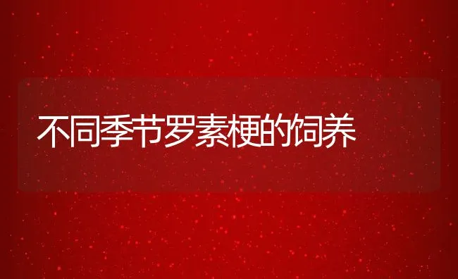 不同季节罗素梗的饲养 | 宠物病虫害