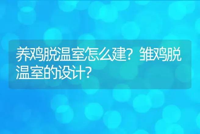 养鸡脱温室怎么建？雏鸡脱温室的设计？ | 家禽养殖