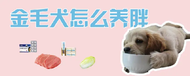 金毛犬怎么养胖 | 宠物病虫害防治