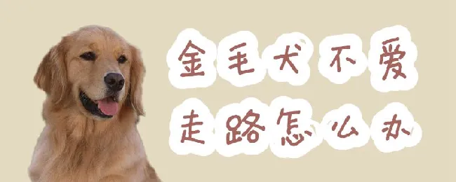 金毛犬不爱走路怎么办 | 宠物病虫害防治