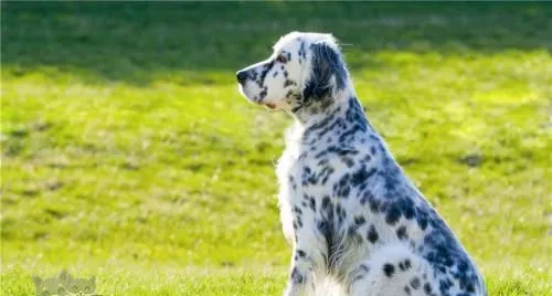 英格兰雪达犬如何洗澡 英国雪达犬洗澡教程 | 宠物病虫害防治