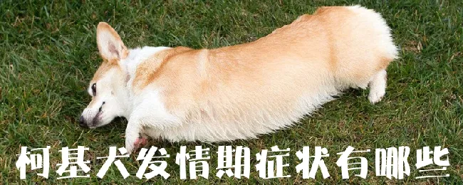 柯基犬发情期症状有哪些 | 宠物病虫害防治