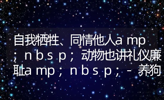 自我牺牲、同情他人amp;nbsp;动物也讲礼仪廉耻amp;nbsp;-养狗常识 | 宠物猫