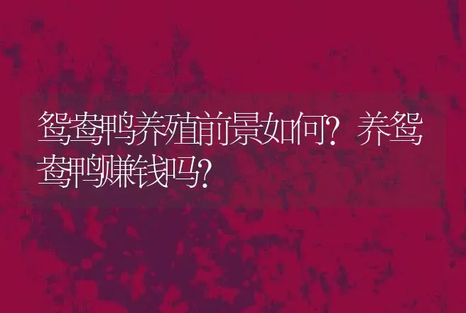 鸳鸯鸭养殖前景如何？养鸳鸯鸭赚钱吗？ | 养殖致富