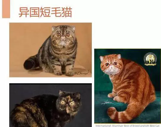 中国品种猫繁育的现状 | 宠物行业洞察