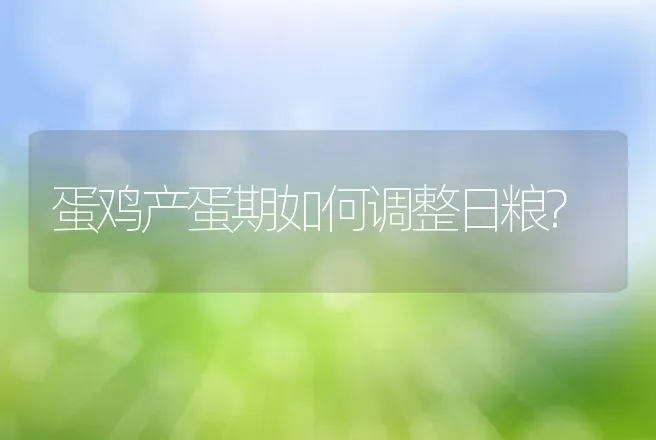 蛋鸡产蛋期如何调整日粮? | 动物养殖