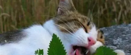 注意啦！猫草和猫薄荷不是同一种东西哦~ | 宠物猫饲养