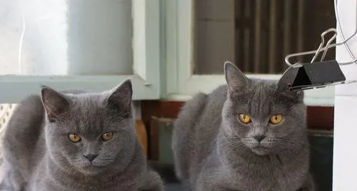 老年人适不适合养猫 | 宠物病虫害防治