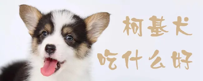 柯基犬吃什么好 | 宠物病虫害防治