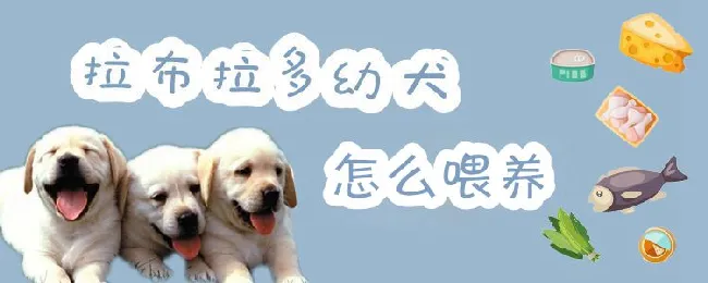 拉布拉多幼犬怎么喂养 | 宠物病虫害防治