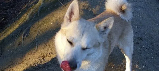 挪威牧羊犬好养吗_选购标准_价格|训练【图】 | 宠物牧羊犬饲养