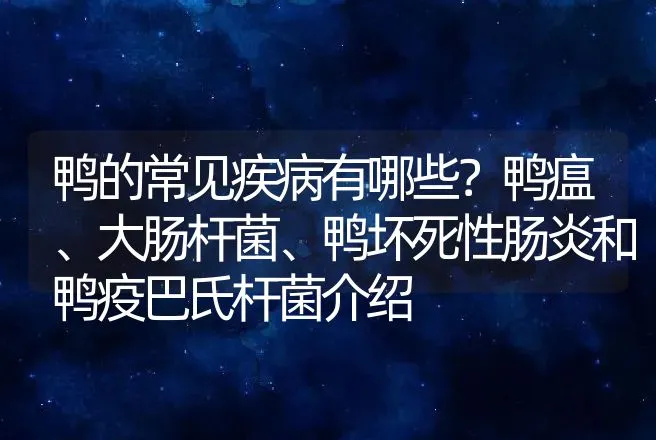 鸭的常见疾病有哪些？鸭瘟、大肠杆菌、鸭坏死性肠炎和鸭疫巴氏杆菌介绍 | 兽医知识大全