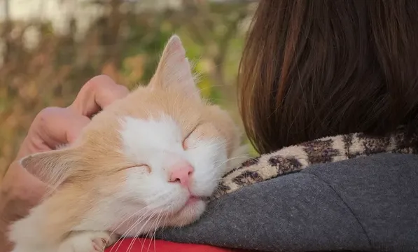 两只猫咪打架应该怎么制止和预防？ | 宠物猫训练