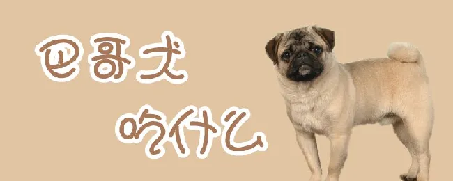 巴哥犬吃什么 | 宠物病虫害防治