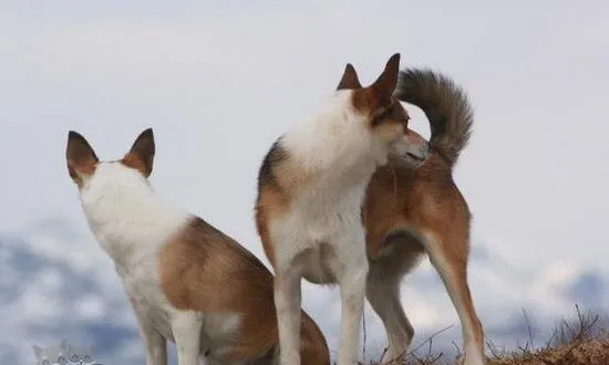 挪威伦德猎犬感冒怎么办 挪威伦德猎犬感冒处理方法 | 宠物病虫害防治