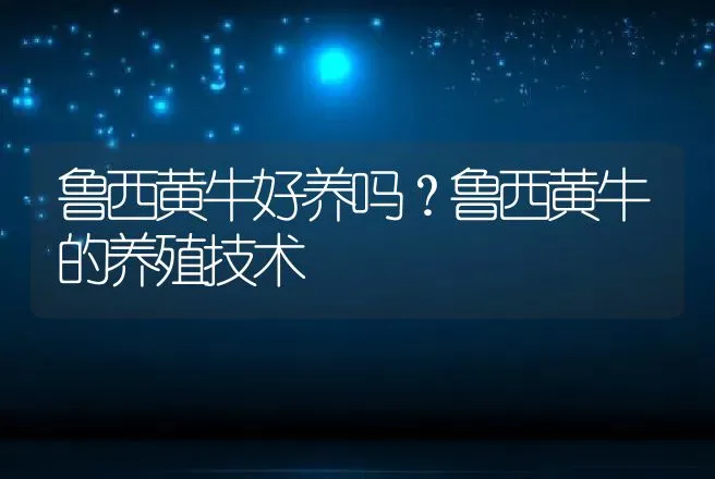 鲁西黄牛好养吗？鲁西黄牛的养殖技术 | 家畜养殖