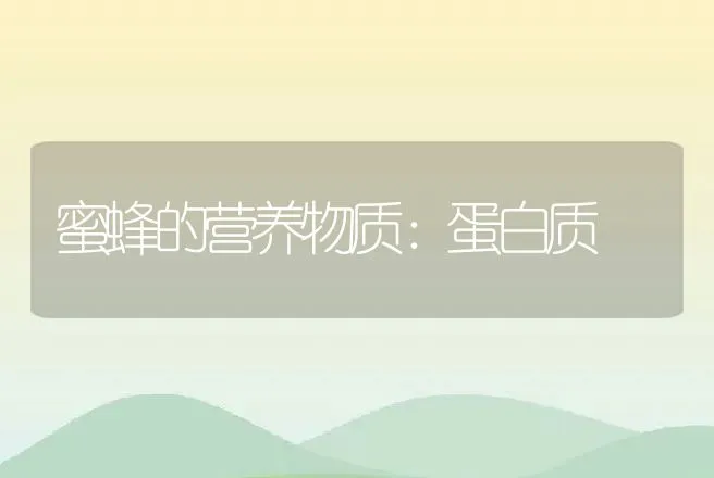 蜜蜂的营养物质：蛋白质 | 动物养殖