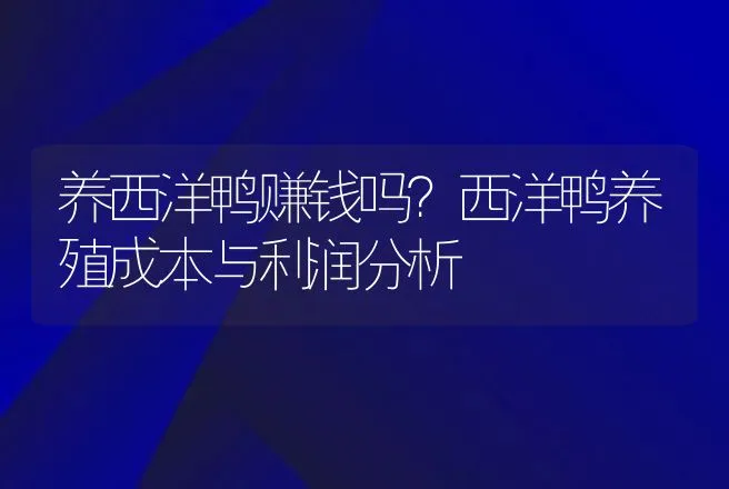 养西洋鸭赚钱吗？西洋鸭养殖成本与利润分析 | 养殖致富