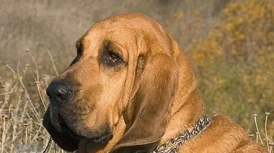 寻血猎犬感冒怎么办 寻血猎犬感冒治疗方法 | 宠物病虫害防治