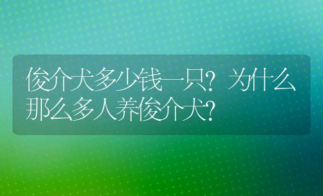 俊介犬多少钱一只？为什么那么多人养俊介犬？ | 宠物喂养