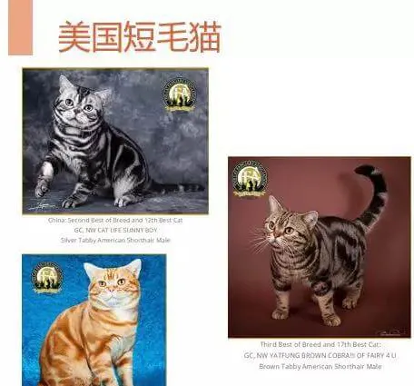 中国品种猫繁育的现状 | 宠物行业洞察