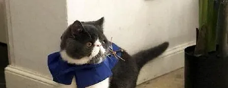 猫咪吹空调拉软便便怎么办?关于猫咪腹泻拉稀软便! | 宠物猫病虫害防治